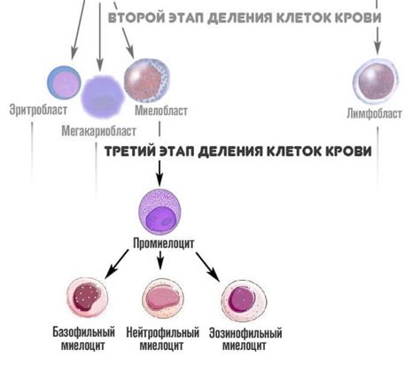 Миелоциты в анализе крови: что это такое, норма в анализе, причины ...