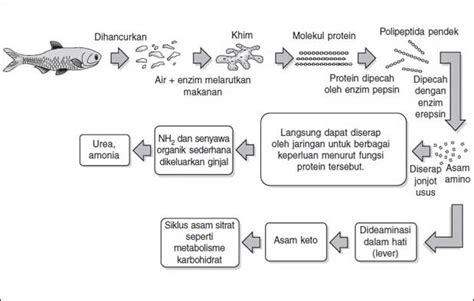 Mekanisme Proses Pencernaan Protein Dalam Tubuh Manusia