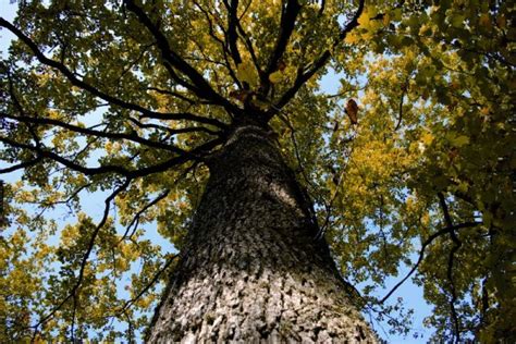 Holzbau Manufaktur Bau Barth erstellt Wohnhäuser Geschäfts und