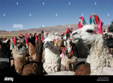 Herd Of Llamas And Alpacas Bolivian Altiplano Bolivia South America