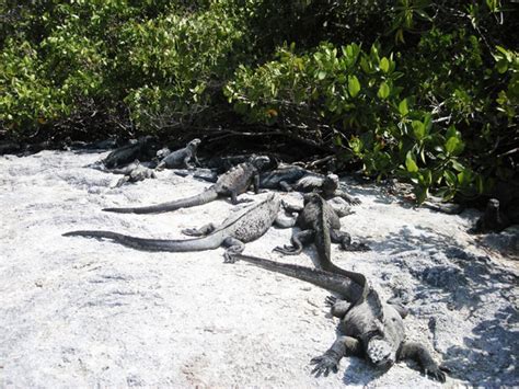 Marine Iguanas Free Stock Photo - Public Domain Pictures