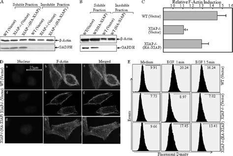 Xiap Regulates ␤ Actin Polymerization And Cytoskeleton Formation A