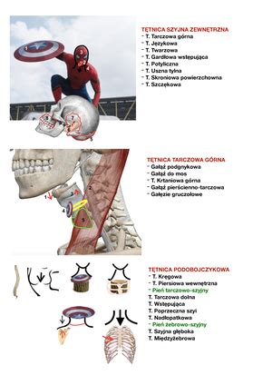 anatomia przykladowy egzamin Głowa Nerw podjęzykowy Nerw błędny Nerw