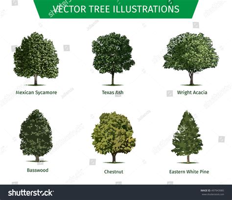 Different Tree Sorts Names Illustrations Tree Stock Vector Royalty