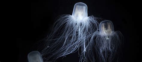 Immortal Jellyfish Facts