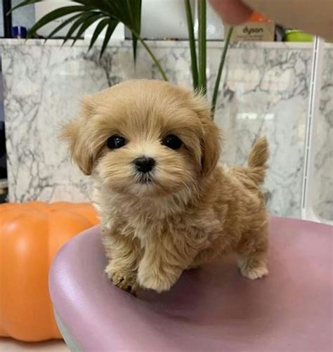 Maltipoo Mini Toy Bucuresti Sectorul 5 OLX Ro