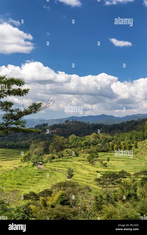 A Portrait View Of The Golo Cador Rice Terrace Valley Near Ruteng In