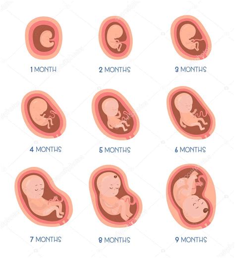 Imágenes Desarrollo Embrionario Etapas Del Desarrollo Embrionario Iconos Vector Plano