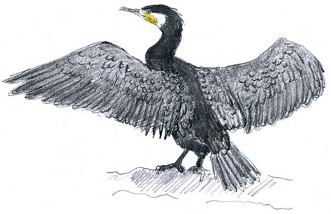 Cormorant Drawing Photo Drawing Skill