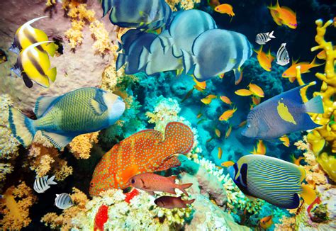 Tropical Fish And Coral Reef Jigsaw Puzzle In Under The Sea Puzzles On