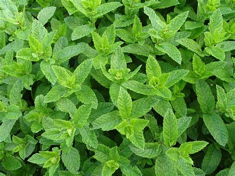 Menta Come Coltivare Questa Profumatissima Pianta Aromatica