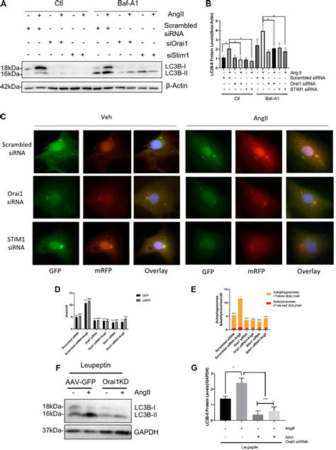 Frontiers Ang Ii Promotes Cardiac Autophagy And Hypertrophy Via Orai