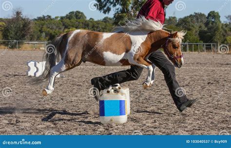 Miniature horse jumping editorial photography. Image of champion ...