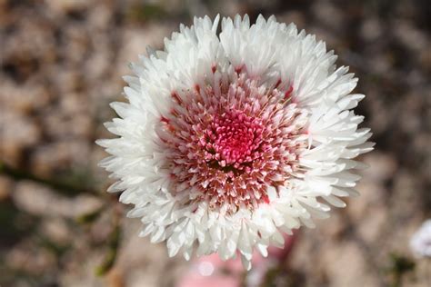 Fitzgerald River National Park an Amazing Wildflower Wonder