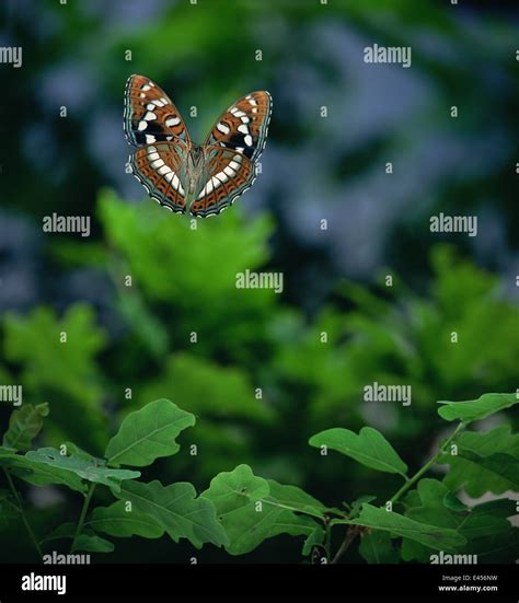 Poplar Admiral Butterfly Limenitis Populi In Flight Germany Captive