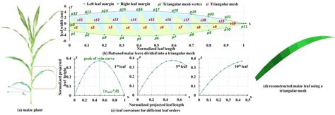 Mathematical description and computer visualization of the maize leaf | Download Scientific Diagram