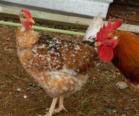 Witness The Elegance Of Naked Neck Chickens Learn More In Video