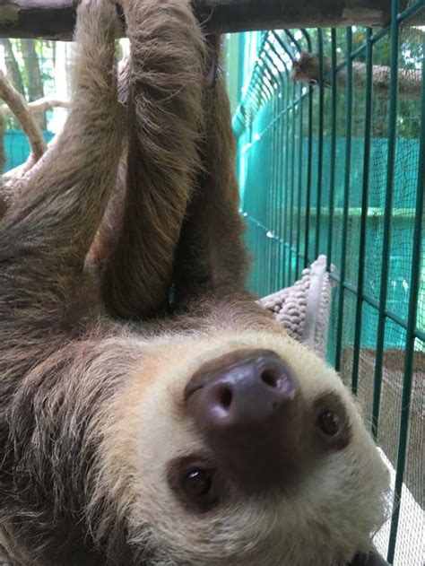 Sloth Sanctuary Costa Rica Artofit