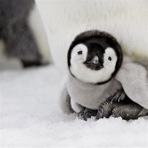 Cute Penguins Cute Mighty Pictures