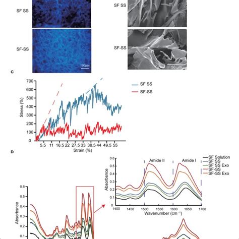 Characterization Of SF SS And SF SS Hydrogel A Spontaneous