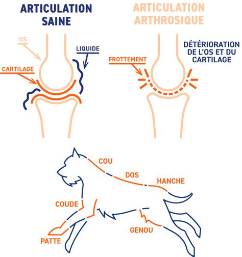 Comprendre L Arthrose Chez Le Chien Signes Causes Et Traitement