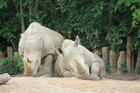 Louisville Zoo New Animals | semashow.com