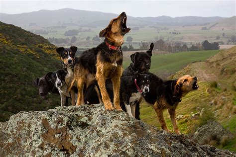 Photographer Takes Portraits Of The Worlds Hardest Working Dogs