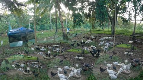 Gumawa Ng Murang Pagkain Ng Baboy Patuka Ng Manok At Pabo Lakas Nilang