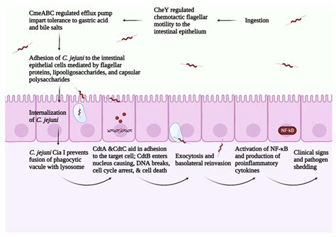 Pathogenesis Of Campylobacter Jejuni In Broilers Encyclopedia Mdpi