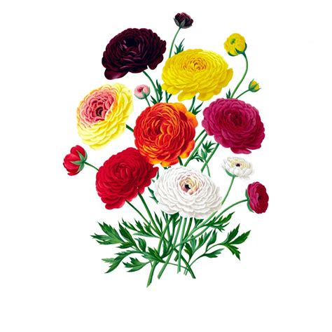 3671 A275 Double French Ranunculus Bouquet Free Graphics Enliven