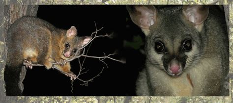 The Australian Brushtail Possums