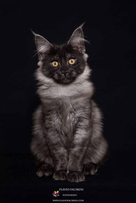 Gatto Maine Coon Caratteristiche Prezzo Carattere E Foto