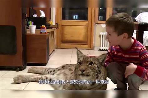 猞猁捂住主人眼睛“猜猜我是谁”，被猜到后，猞猁的动作太搞笑了！