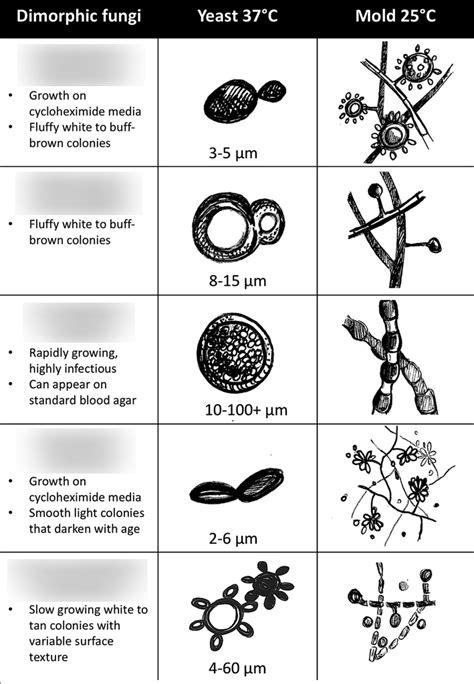 Mycology Diagram | Quizlet