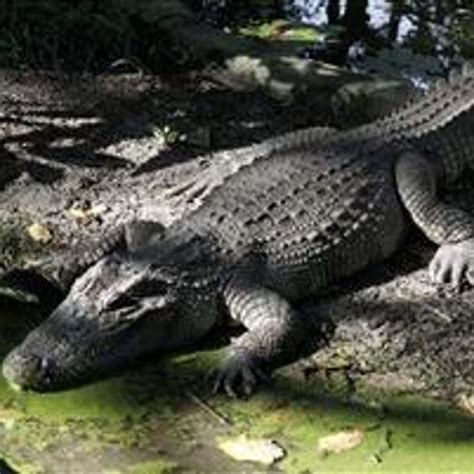 Crocodile Traps Man On Island For Two Weeks