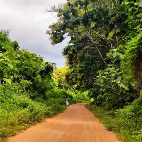 420 Ivory Coast Landscape Stock Photos Pictures And Royalty Free Images