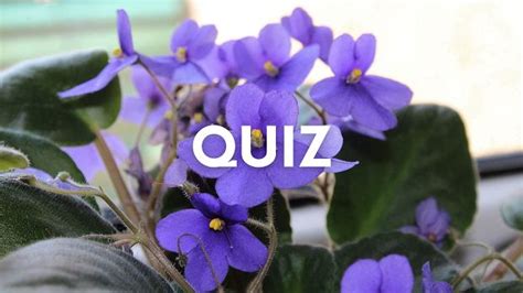 Quiz To Quiz Wiedzy Og Lnej Na Liter F Zdob Dziesz Tutaj Chocia