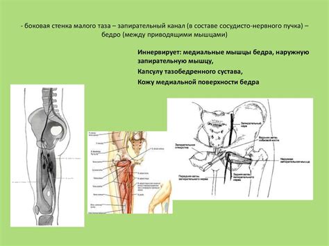 Функциональная анатомия спинномозговых нервов - презентация онлайн