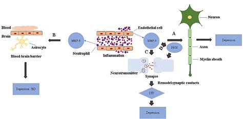 Frontiers Matrix Metalloproteinase 9 As An Important Contributor To The Pathophysiology Of