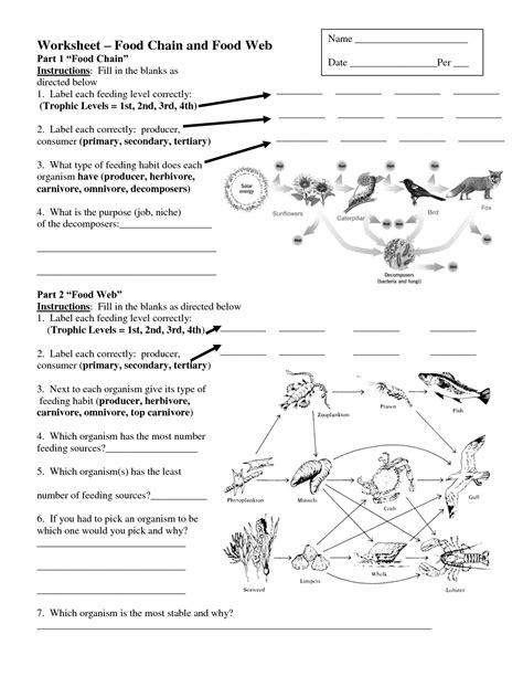 Food Webs Food Chains Worksheets