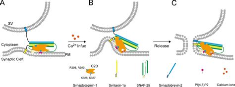 Synaptotagmin 1 C2b Domain Interacts Simultaneously With Snares And