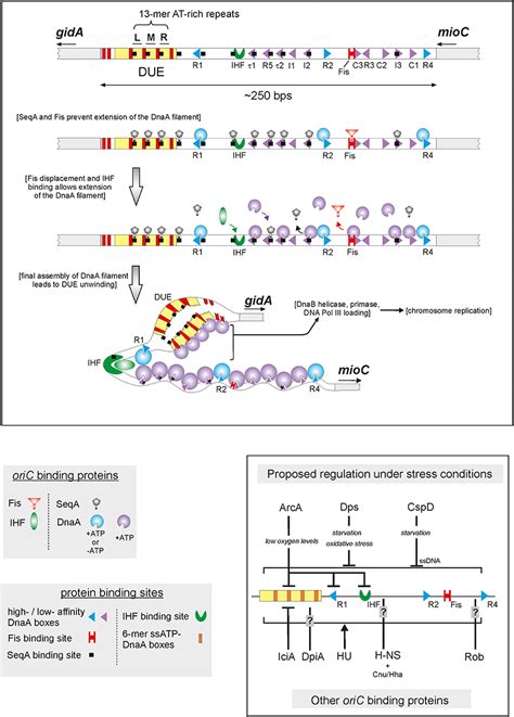 Frontiers OriC Encoded Instructions For The Initiation Of Bacterial