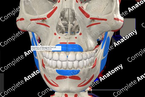 Insertion Of Marginal Part Of Orbicularis Oris Muscle Complete Anatomy