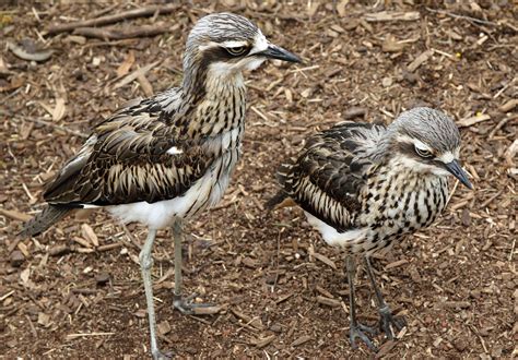 Bush Thick Knee Burhinus Grallarius Flickr