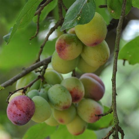 Victoria Plum Tree Prunus Domestica Buy Online