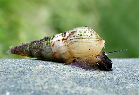 Turmdeckelschnecken Im Aquarium Segen Oder Fluch Schnecken Blog