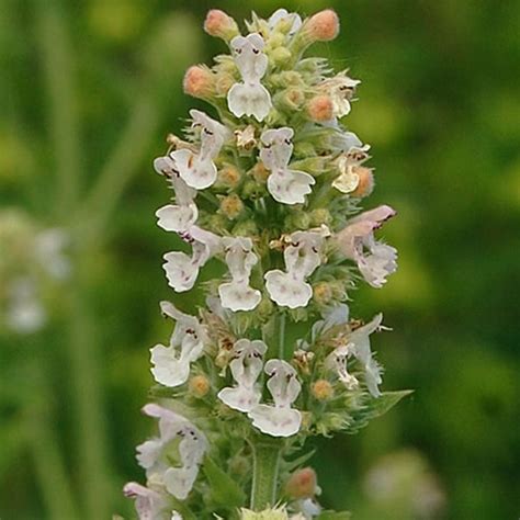 50 White Flower Catnip Seeds Welldales