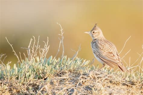 Strona Ziolo Natura Zdj Cia Darmowe Pobieranie Na Freepik