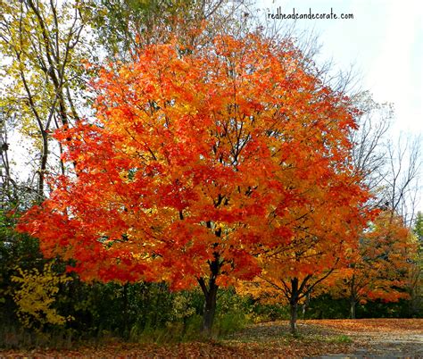 Michigan Fall Foliage - Redhead Can Decorate