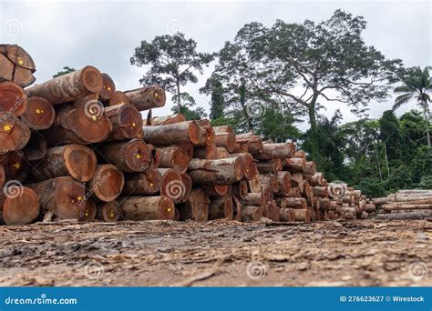 Stack Of Logs From Amazon Forest Stock Image Image Of Deforested Amazon 276623627